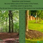 Question and Answer No one takes care of the trees in the forest, and they seem to grow fine, so why do we have to take care of the trees in our landscapes