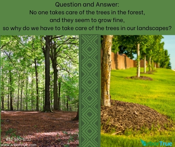 Question and Answer No one takes care of the trees in the forest, and they seem to grow fine, so why do we have to take care of the trees in our landscapes