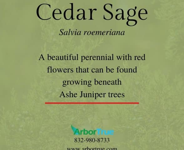 Cedar Sage