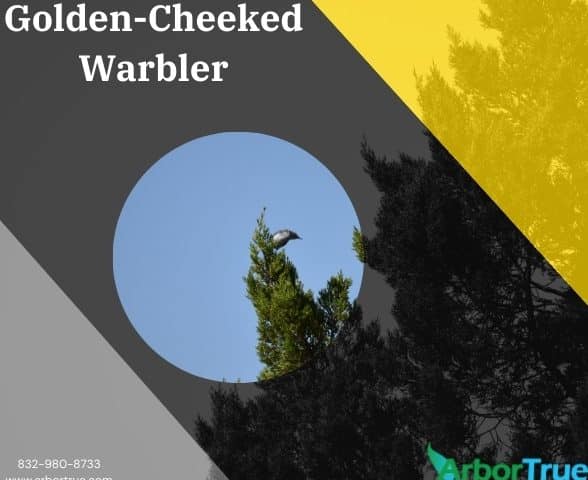 Golden-Cheeked Warbler