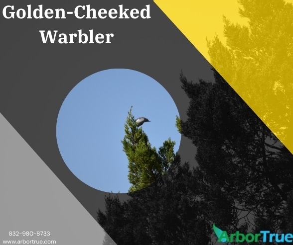 Golden-Cheeked Warbler