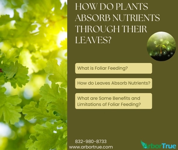 How do Plants Absorb Nutrients Through Their Leaves