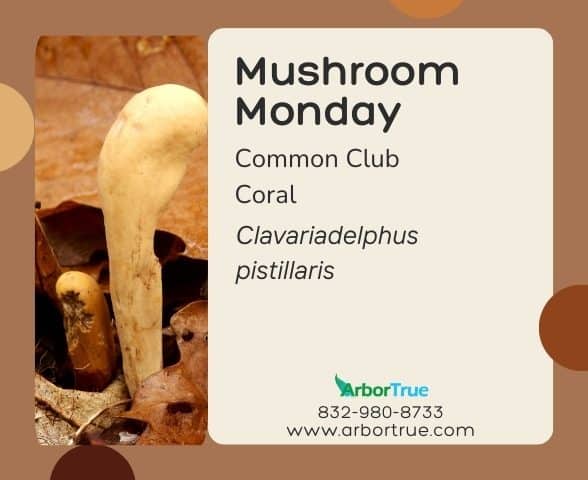 Mushroom Monday Common Club Coral