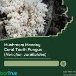 Mushroom Monday Coral Tooth Fungus (Hericium coralloides)
