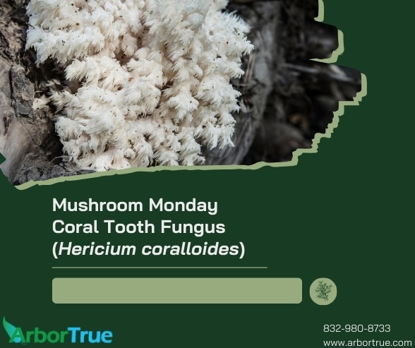 Mushroom Monday Coral Tooth Fungus (Hericium coralloides)