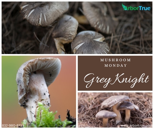 Mushroom Monday Grey Knight