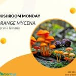 Mushroom Monday Orange Mycena