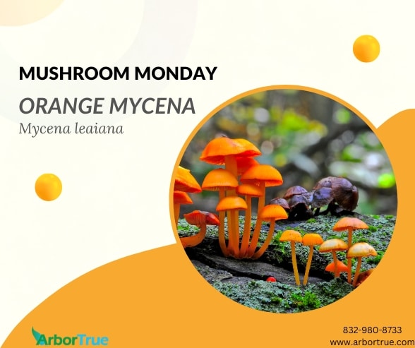Mushroom Monday Orange Mycena