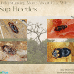 Understanding Oak Wilt Sap Beetles