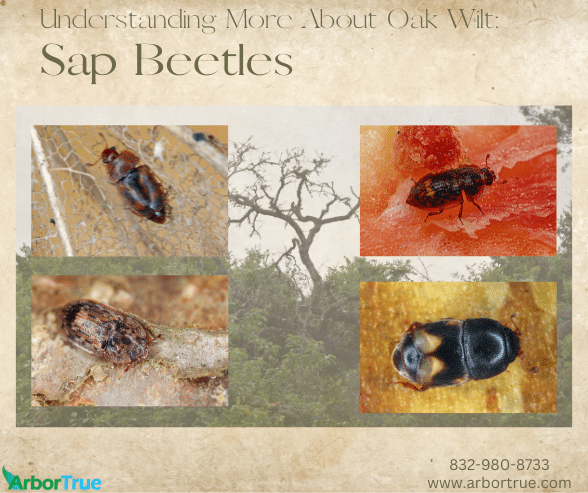 Understanding Oak Wilt Sap Beetles