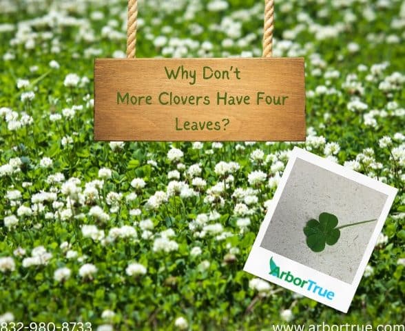 Why Don't More Clovers Have Four Leaves