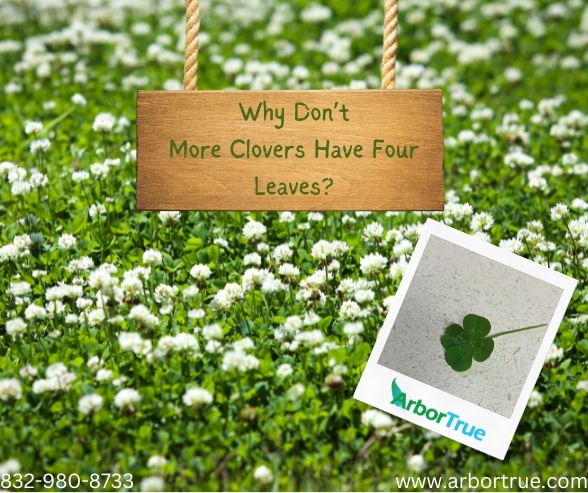 Why Don't More Clovers Have Four Leaves