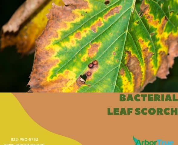 Bacterial Leaf Scorch