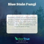 Blue Stain Fungi
