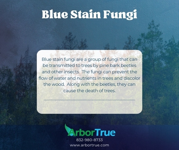 Blue Stain Fungi