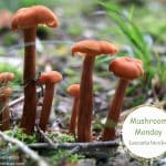 Mushroom Monday Laccaria bicolor