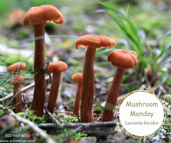Mushroom Monday Laccaria bicolor 