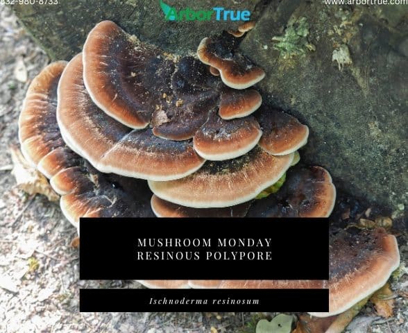 Mushroom Monday Resinous Polypore Ischnoderma resinosum
