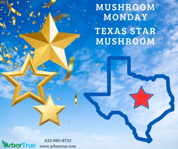 Mushroom Monday Texas Star Mushroom