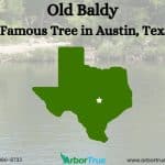 Old Baldy A Famous Tree in Austin Texas