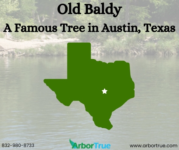 Old Baldy A Famous Tree in Austin Texas
