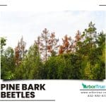 Pine Bark Beetles