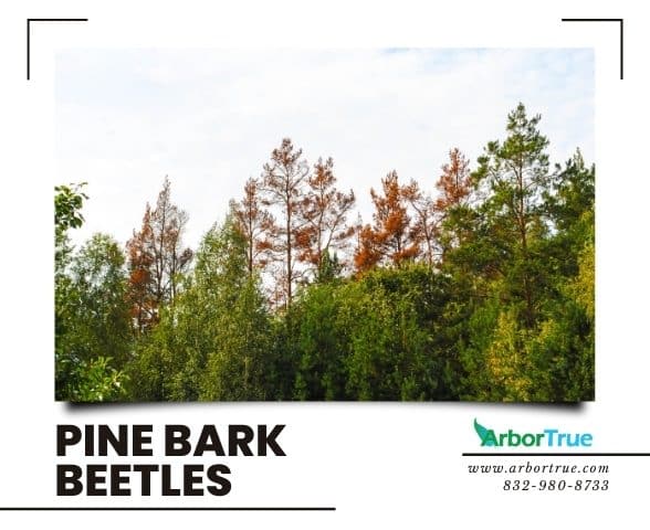 Pine Bark Beetles