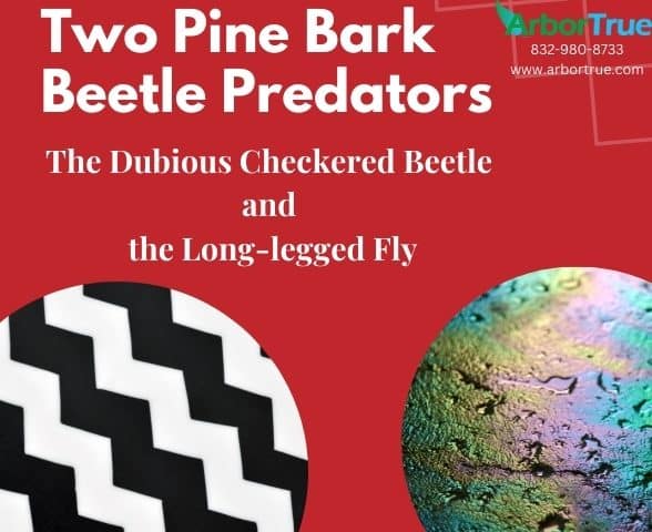 Two Pine Bark Beetle Predators