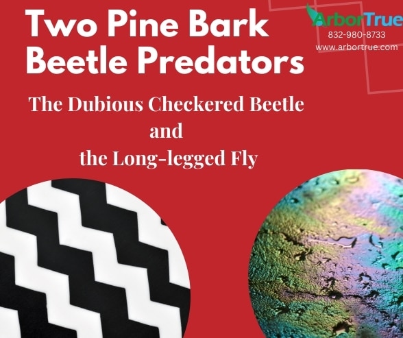 Two Pine Bark Beetle Predators