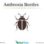 Ambrosia Beetles