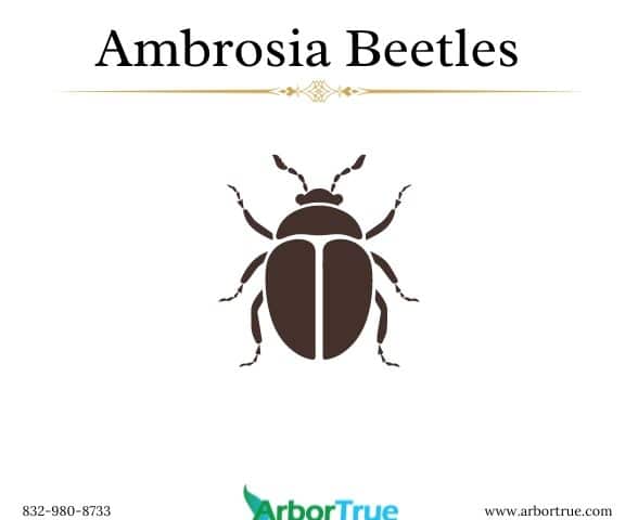 Ambrosia Beetles