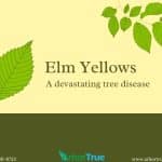 Elm Yellows