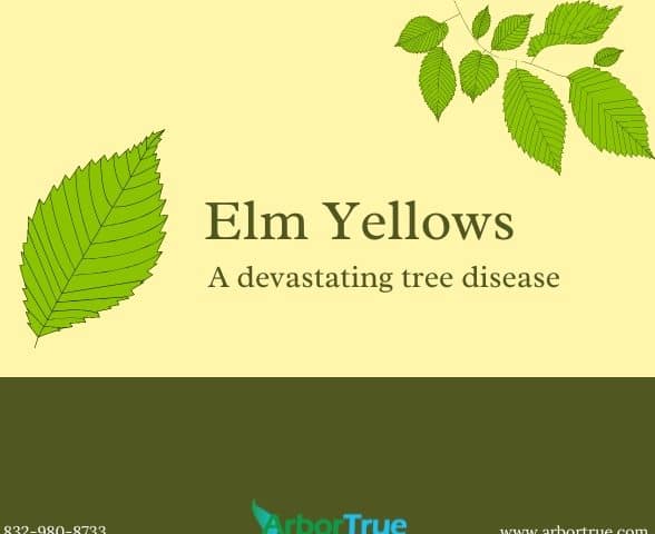 Elm Yellows