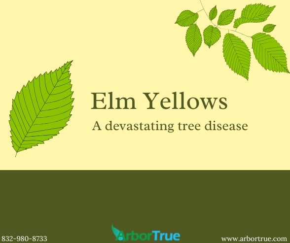 Elm Yellows