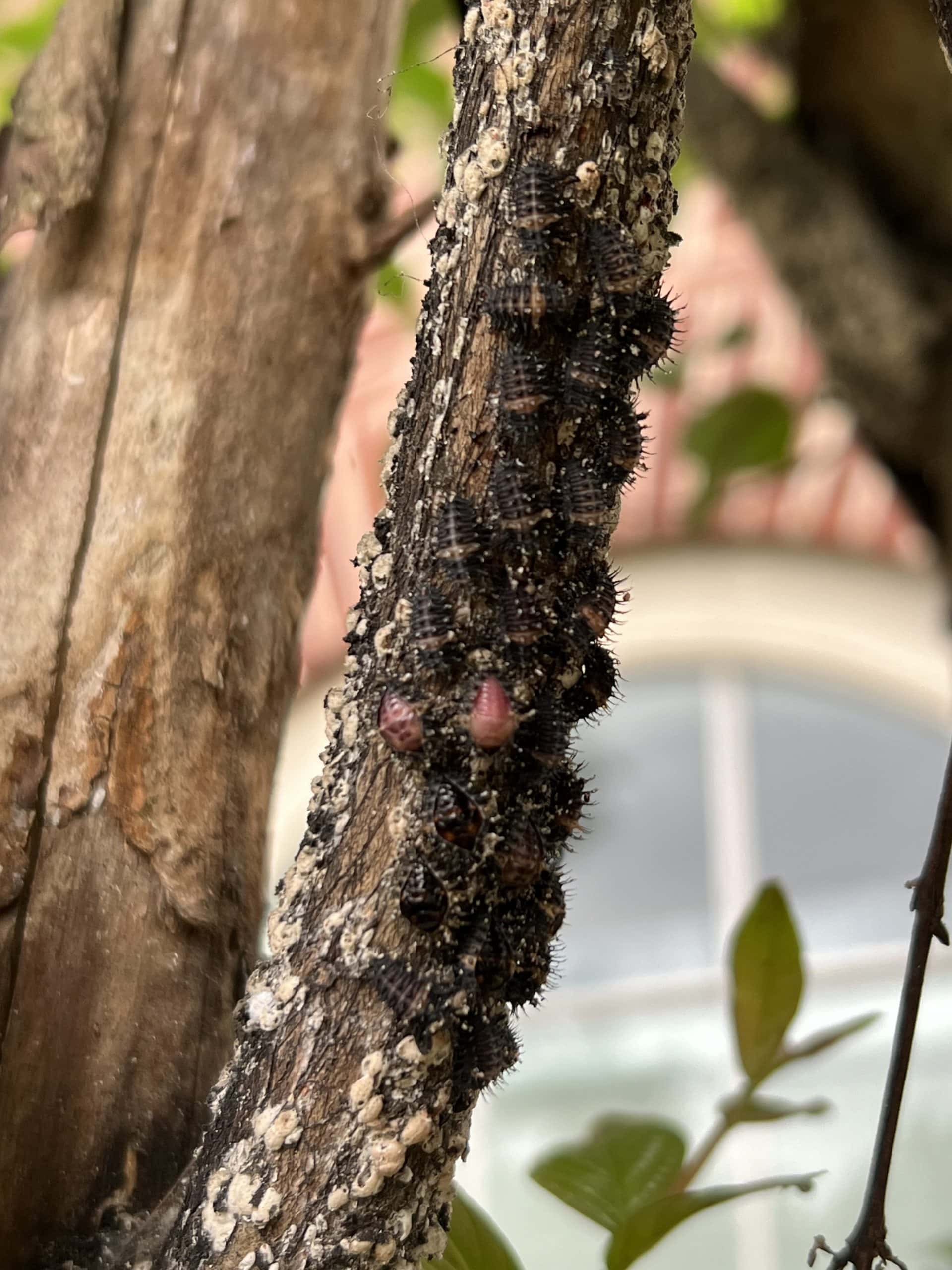 Lady Beetle Larvae