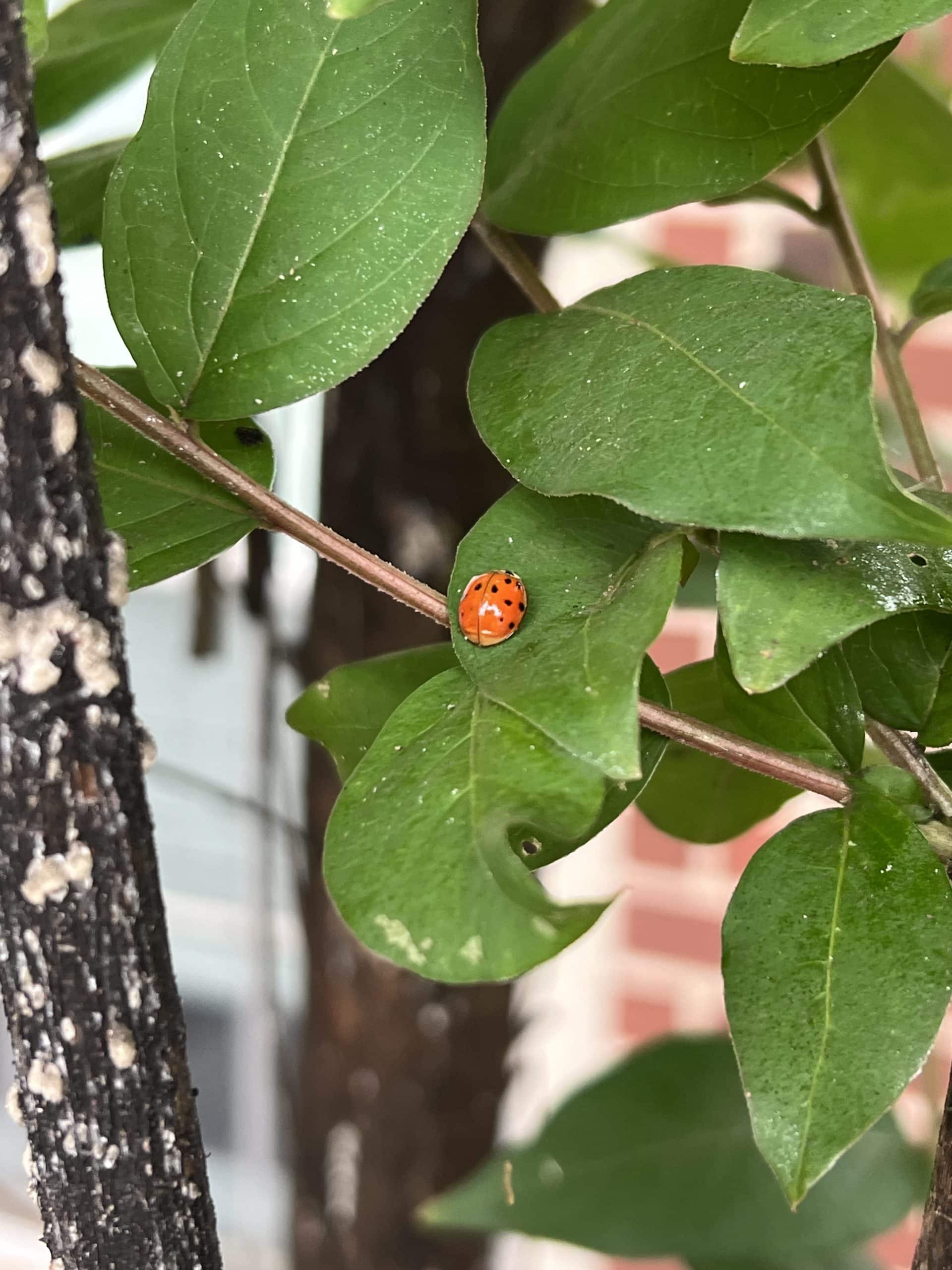 An Adult Lady Beetle