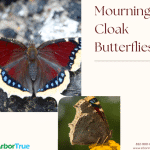 Mourning Cloak Butterflies