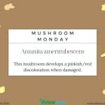 Mushroom Monday: Amanita amerirubescens