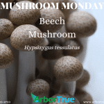 Mushroom Monday Beech Mushroom