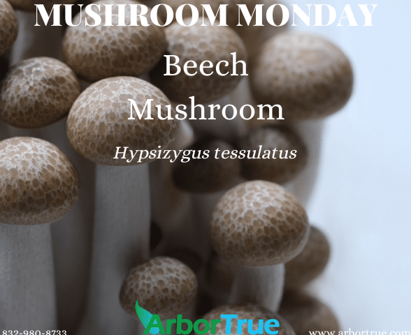 Mushroom Monday Beech Mushroom