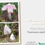 Mushroom Monday Pink Waxcap Blog