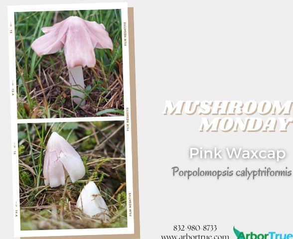 Mushroom Monday Pink Waxcap Blog