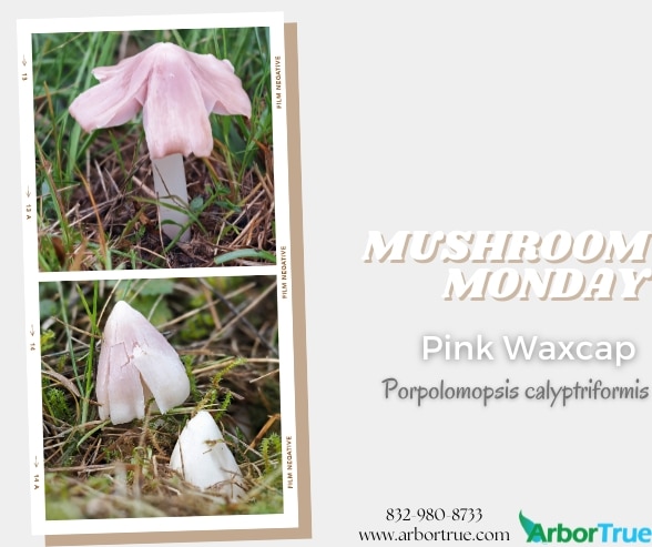 Mushroom Monday Pink Waxcap Blog