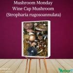 Mushroom Monday Wine Cap Mushroom (Stropharia rugosoannulata)
