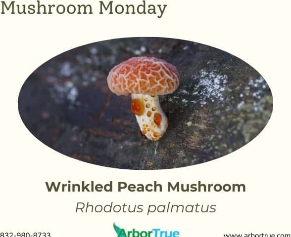 Mushroom Monday Wrinkled Peach Mushroom