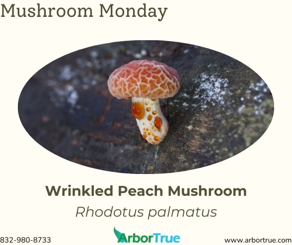 Mushroom Monday Wrinkled Peach Mushroom