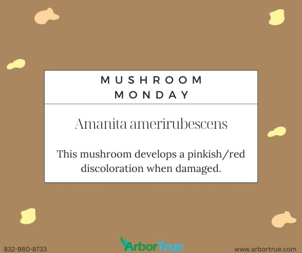 Mushroom Monday: Amanita amerirubescens