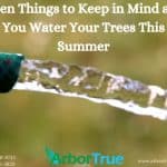 Ten Things to Keep in Mind as You Water Your Trees This Summer