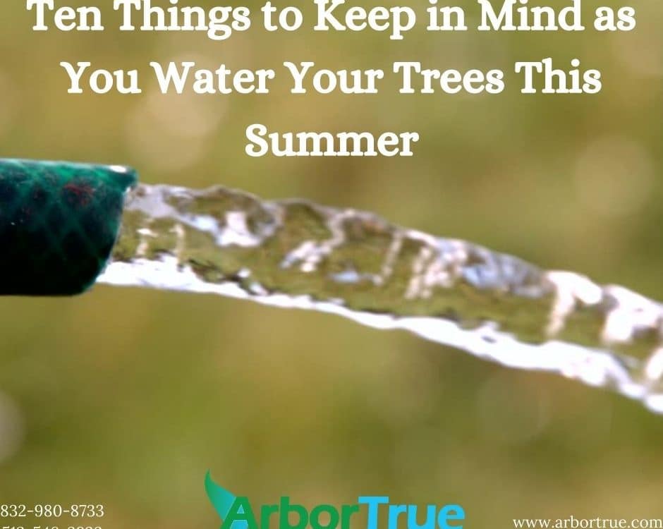 Ten Things to Keep in Mind as You Water Your Trees This Summer