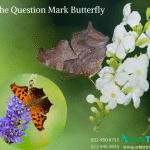 The Question Mark Butterfly